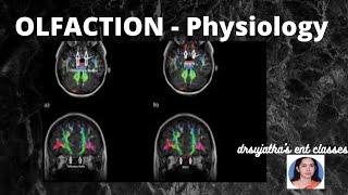 080.Anatomy and Physiology of Smell ; Part 2/2. #smell #anatomylectures / Olfaction