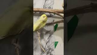 Budgie sound cute and fluffy ♥️🎶🎶 #youtubeshorts #shorts