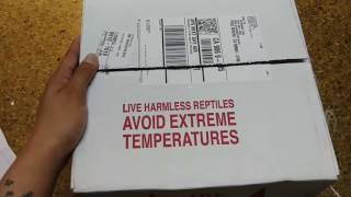 Unboxing reptiles #8