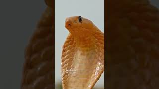 Mongoose vs Cobra Epic Battle #animals #cobra #wildlife