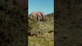 South Africa Safari 🐘🦓 Visiting Addo Elephant National Park on the Garden Route 🇿🇦