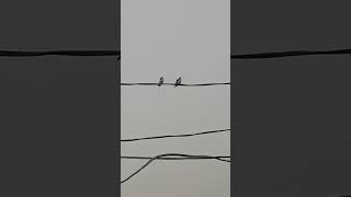 Two Sparrows Chirping & Enjoying On High Potential Electric Wire without Knowing It's Danger