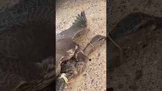 Eagle catch the duck 🦅 #shorts #ytshorts #eagle #duck #hunting #wildlife #bird