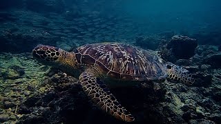 TURTLES SPOTTED.  Tropical Evening Swim.  Moalboal.