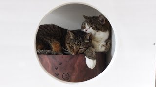 押しかけちゃったのが穴から丸見えなねこ。-We can see Maru&Hana in the same bed through the hole.-