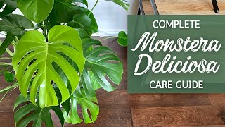 Complete Monstera Care Guide | Swiss Cheese Houseplant Care and Propagation