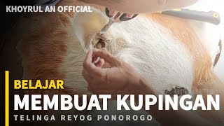 Belajar Membuat Telinga (Kupingan) & Godek Kepala Reyog Ponorogo Ukuran Jumbo