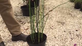 Barred Horsetail – A Decorative Plant With An Unusual Look