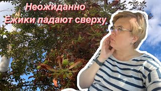 Закончилось лето / Ежики падают на голову