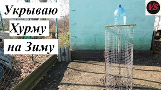 Хурма - Укрываю на Зиму