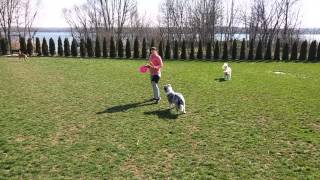 Leg vault training australian shepherd Baloo