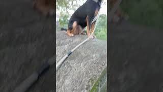 Nandito na ako ulit #dog #doglover #viral #youtubeshorts