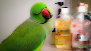 "Watch Out! Two Parrots Cause Chaos on the Dressing Table!"