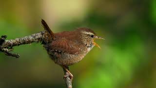 1 Hour Of A Bird (Wren) Chirping In The Forest.  Probably The Best Bird Video    |    4K