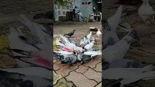 #pigeon #vlog #minivlog #birds #petvlogger #petlover #budgiegar #kabutar #lowflyerpigeon #bird 🕊️🕊️