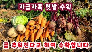 자급자족 11월 텃밭 작물 수확. 김장배추 진딧물이 엄청나네요. 추위에 동해입기전에 가을 당근 수확 등 작물 수확하고 마무리.