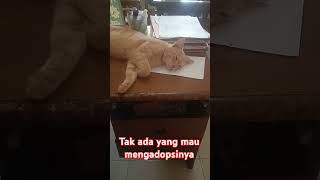 Tak ada yang mau mengadopsi