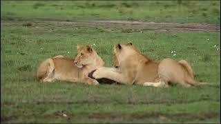 Lion combines with Leopard down to worthogs cave to hunt wildlife fight