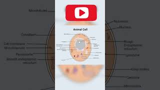 Structure of CELL #shortsviral #shorts #youtube