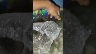 #aquariumfishfish #aquarium #viralvideo