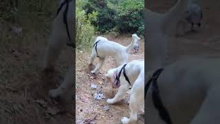 #hiking with 2 #4month #old #goldenretrieverpuppies #goldenretriever #goldenretrieverpuppy  #puppy