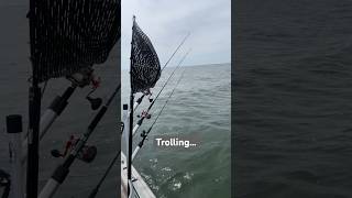 Trolling for walleye on Saginaw Bay #walleye #walleyefishing #fishcamp #fishing #trollingfishing