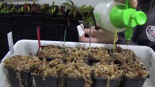 Germinar semillas de  plantas carnívoras nepenthes