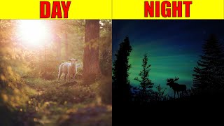 DAY AND NIGHT for Kids | Explanation of the Earth's Rotation for Kids, Preschool and Kindergarten