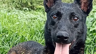 Mexicano Des Champs - hermano mayor de los cachorros salvajes