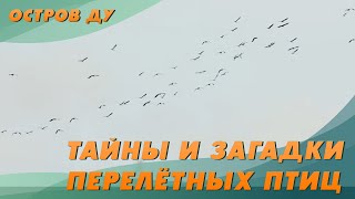 Куда и зачем летят перелетные птицы? Весенняя миграция птиц | Природа Беларуси – Остров Ду