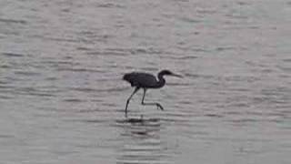 Reddish Egret Stirring Up Lunch