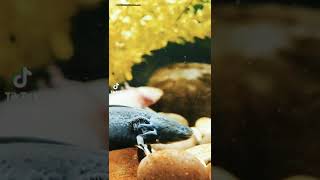 Axolotl inside the aquarium.Ambystoma mexicanum,commonly called axolotl or assolotto,is a salamander