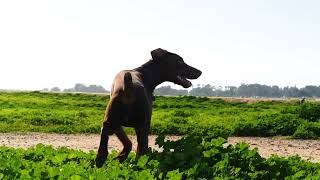 8.5 Month Old Dog Friendly European Doberman Fiesta Island San Diego Dog Park