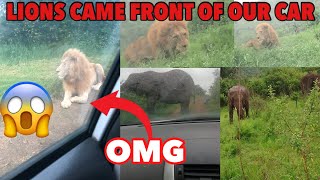 lions came front of our car || شیر ہماری گاڑی کے سامنے آ گئے۔ || हमारी कार के सामने शेर आ गए #lions