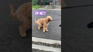 TIPS for Dogs Refusing to walk #funny #puppy #tipsandtricks