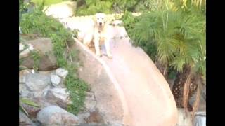 FUNNY! Dog falls into swimming pool