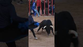 QUIEBRO AL TORO CON LA CHAQUETA!! #toros #torospopulares #shorts