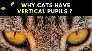 Cats' Mystical Gaze: Investigating Vertical Pupils | Why Cats Have Vertical Pupils ?