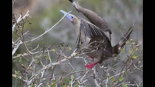 RED FOOTED BOOBIES in the Galapagos