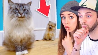 PETS REACT to our NEW PUPPY!