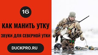 16. Как манить утку  Охота с Фрэдом Зинком. Звуки для северной утки.  Русская озвучка.