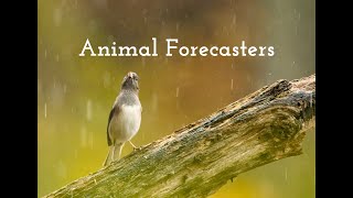 Animal Weather Forecasters