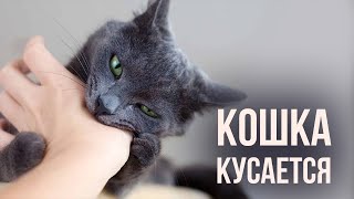 Почему кот кусается на ровном месте