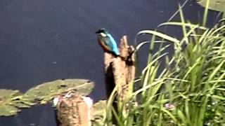 Kingfisher bird trying to catch its dinner.