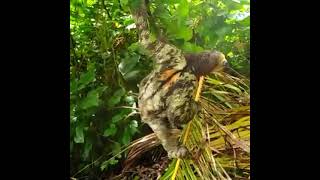 A sloth that was found near camp in Suriname