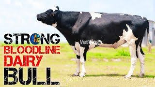 Strong Bloodline Imported Dairy Bull || HF-40128 || Vetvlogs ||