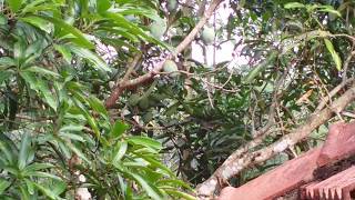 Mangoes on trees in Kerala, India