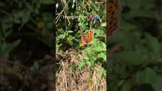 It was quite windy & this butterfly tried to hang on, but a gust blew it away… nature’s surprises❣️