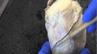 Sheep heart (HD video, basic anatomy) 1