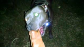 Diesel The Rescue Playing In The Dark